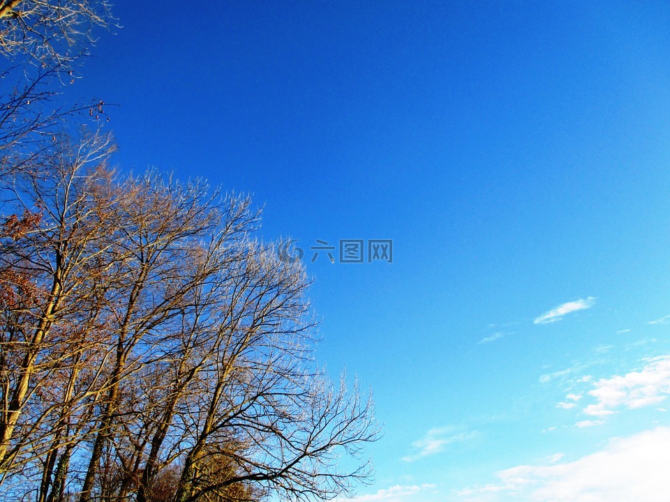 树木,天空,性质
