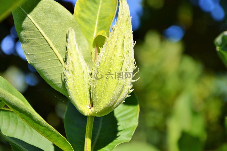 絲綢廠,結(jié)核絲綢廠,馬利筋多荸薺