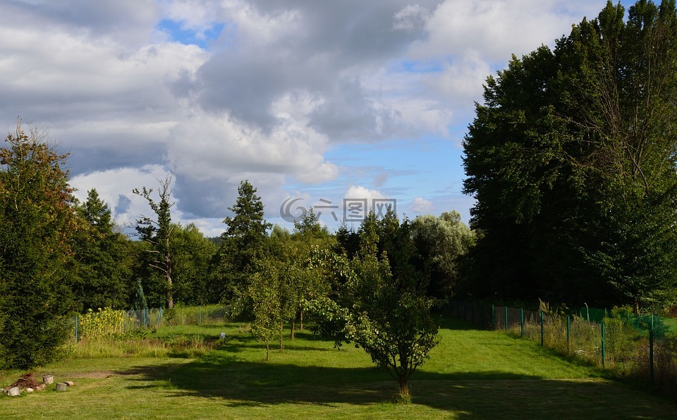 綠色,樹,花園