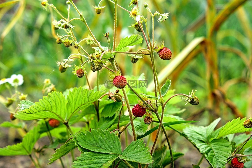 野草莓,夏季,廠