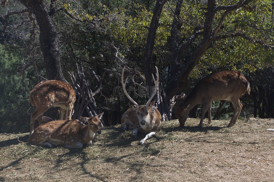 動物,動物園,性質(zhì)