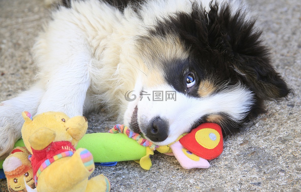 狗,头发,动物