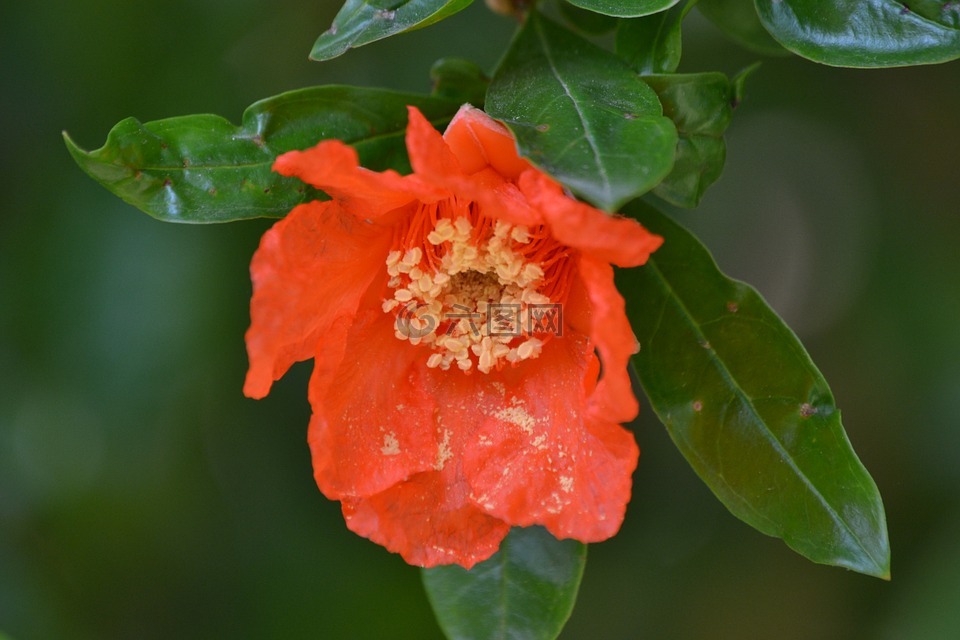 石榴,花卉,橙色