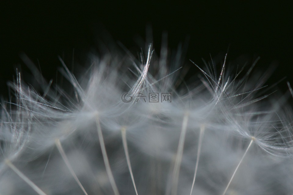 蒲公英,性質(zhì),花卉