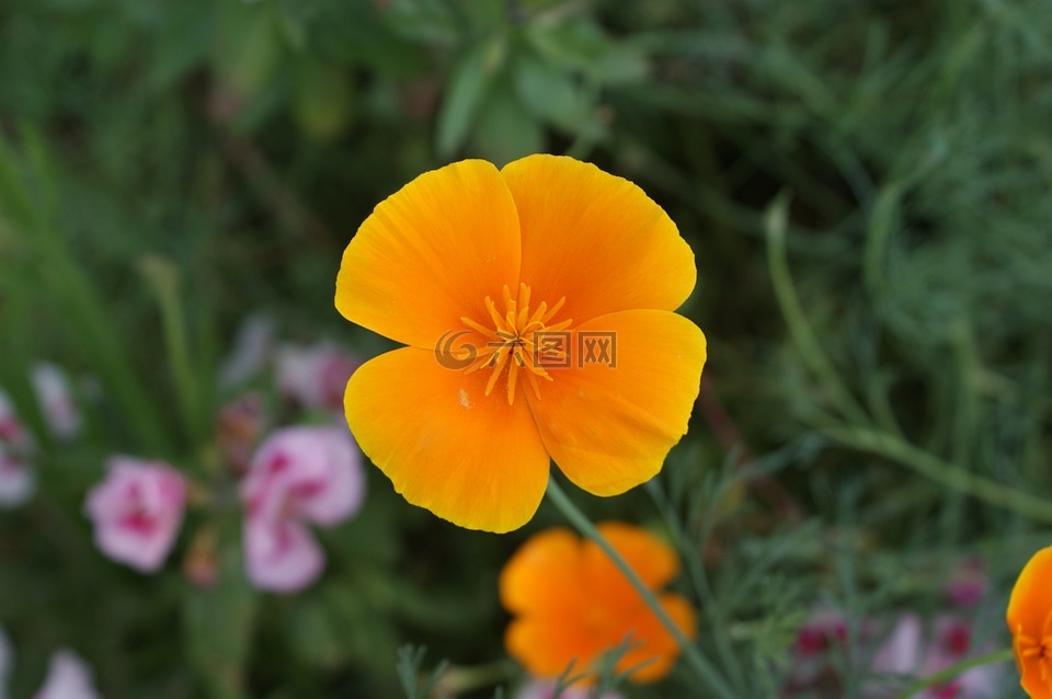 花,花園,鮮花