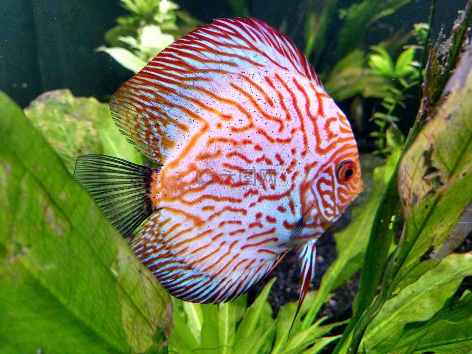 鱼,海上生活,水族馆