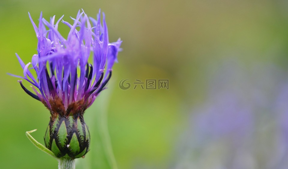 蓝色,花,鲜花
