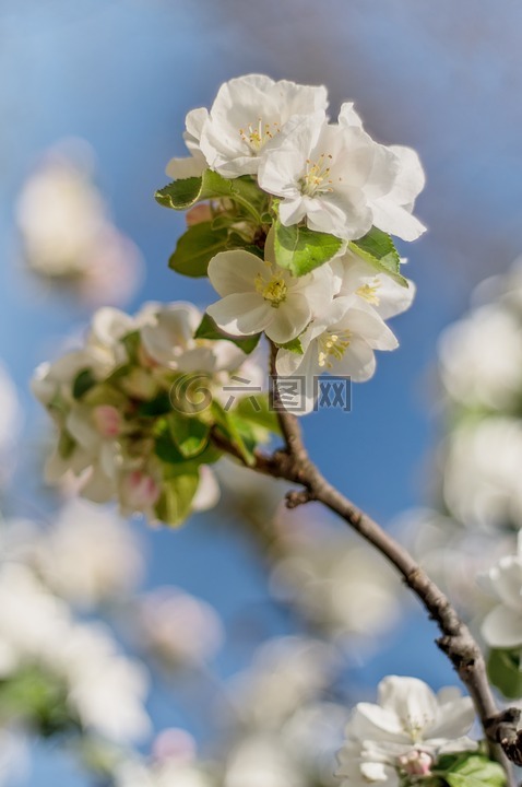 花卉,春天,春天的花朵