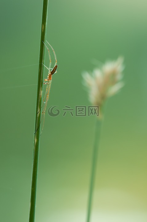 strecker 蜘蛛,tetragnatha 宏廣延,蜘蛛