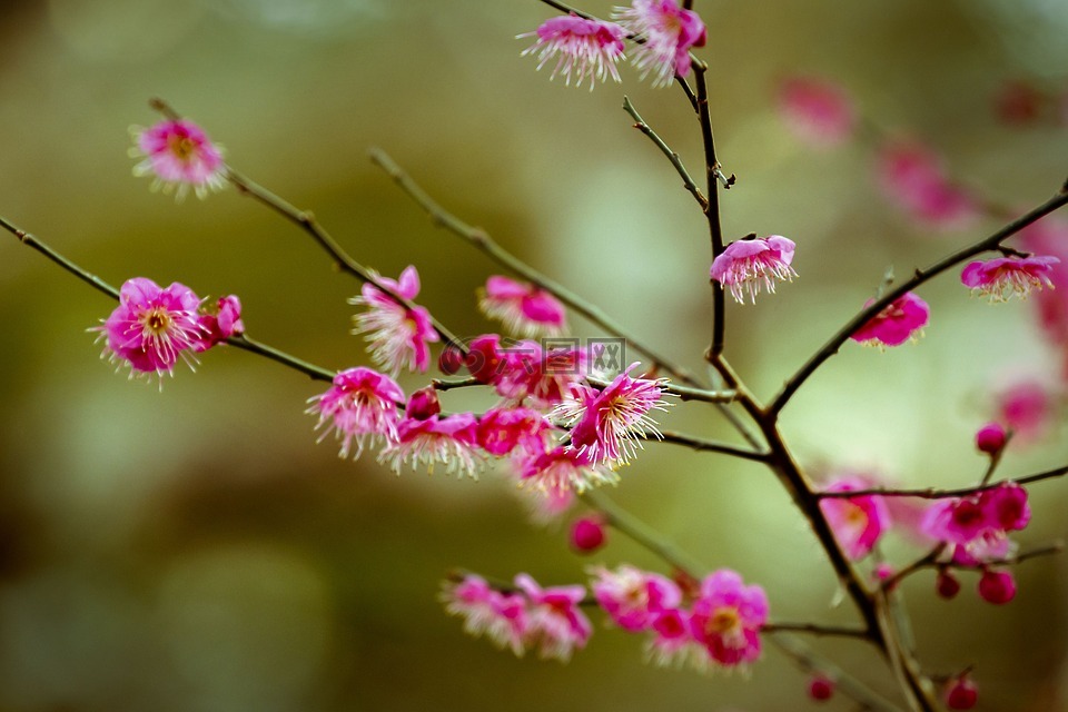 鲜花,梅花,红梅花