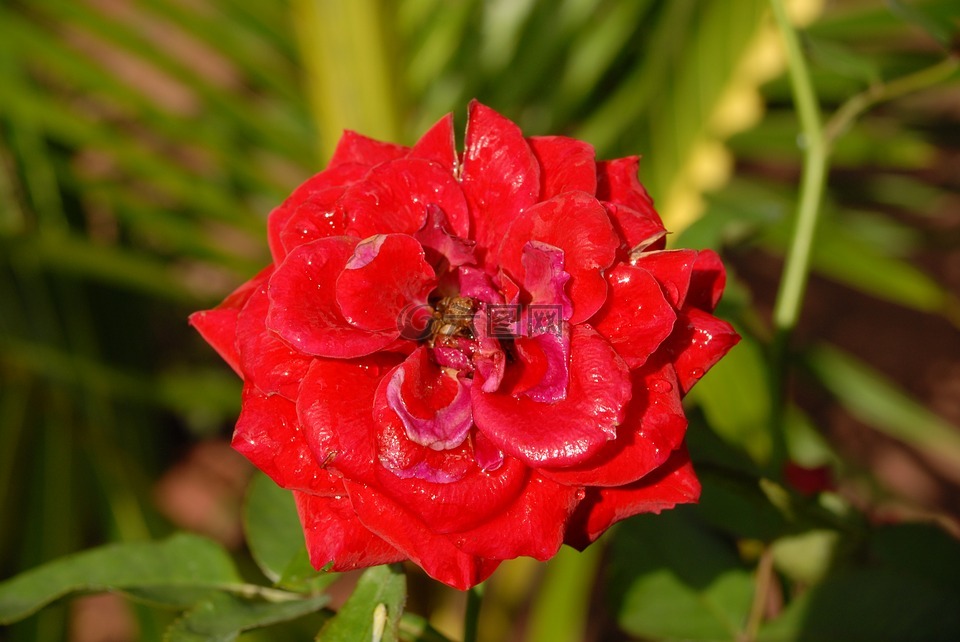 紅玫瑰,小花,植物區(qū)系