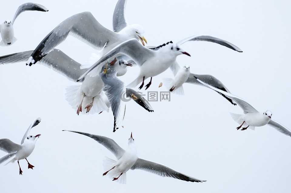 鳥,海鷗,翅膀