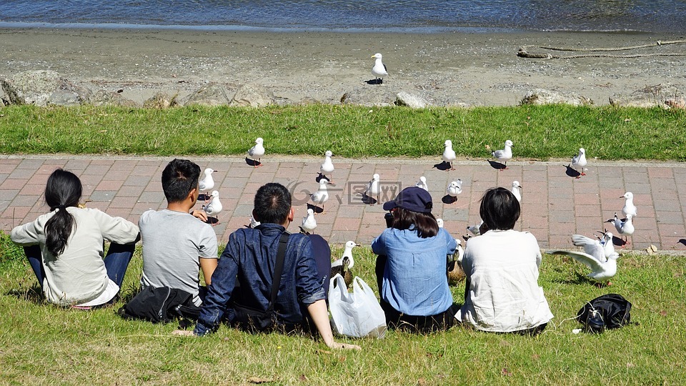 海鷗,人類,飼料