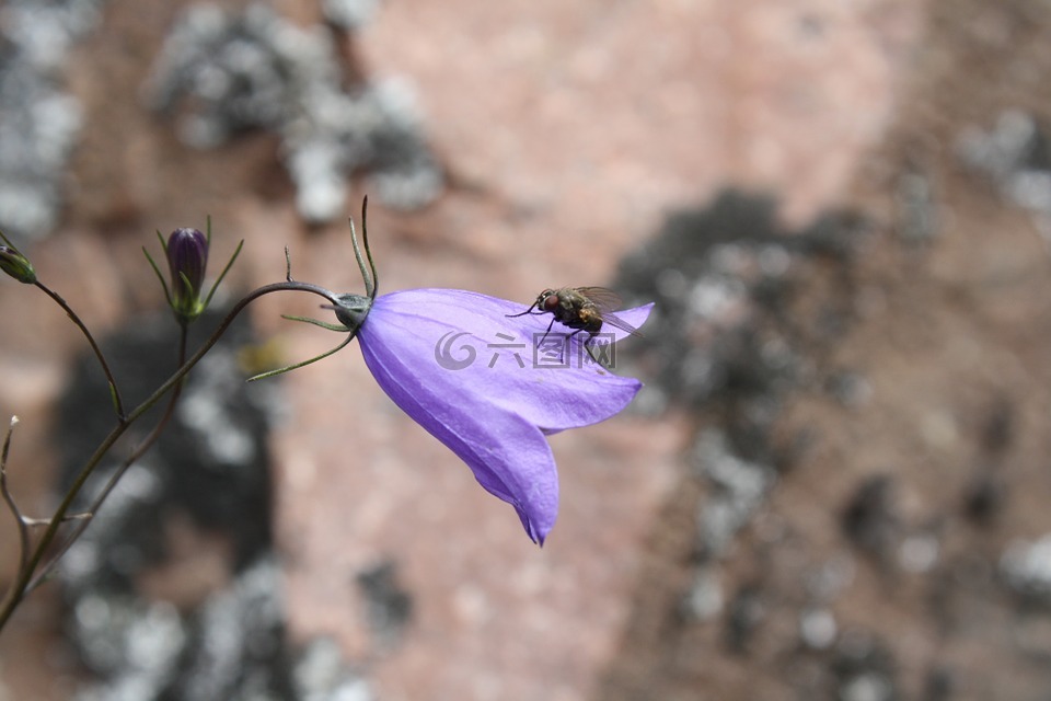 花,性質(zhì),桔梗