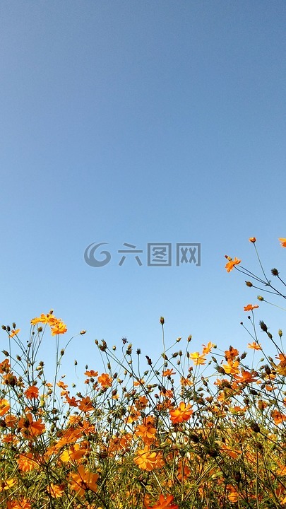 碧落,大自然,鲜花