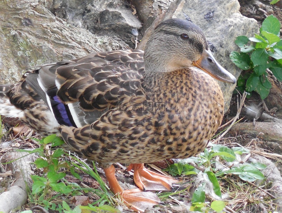 鳧,鴨,鳥