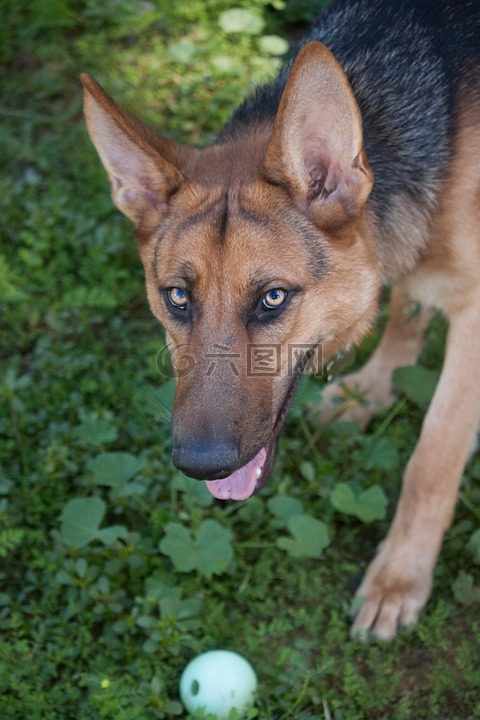 德國牧羊犬,狗,寵物