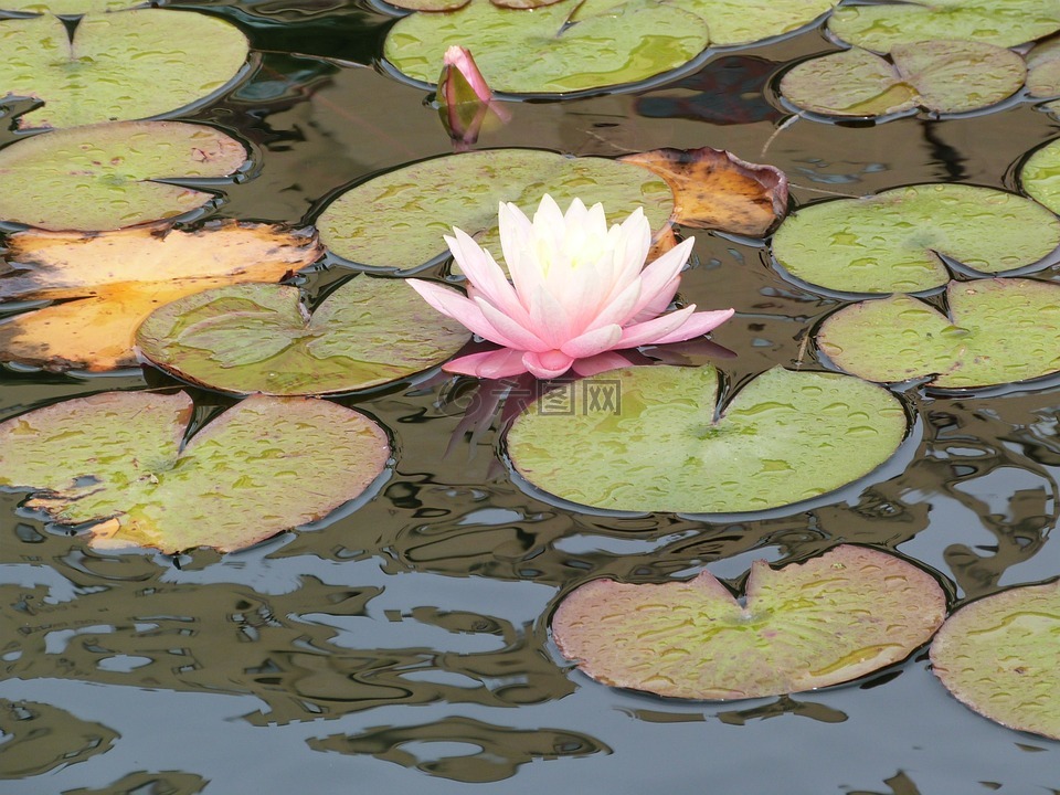 睡莲,池塘,水生植物