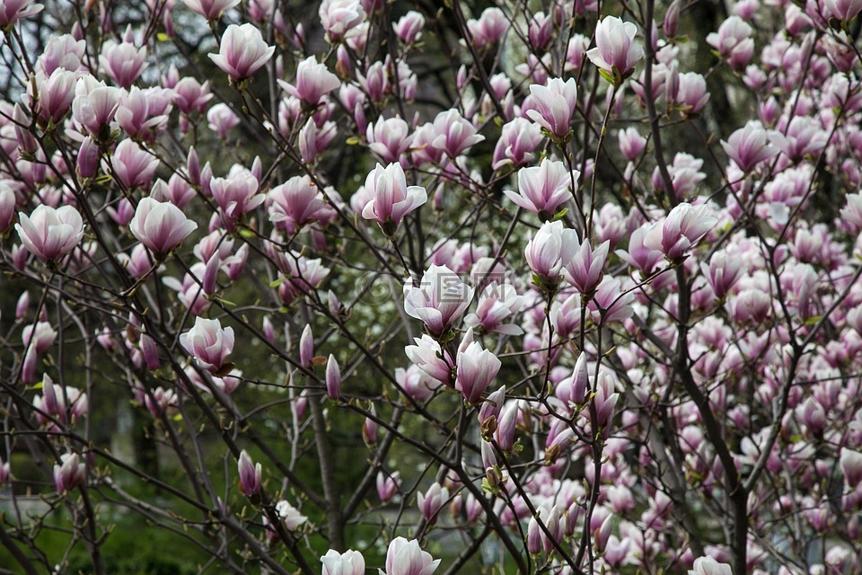 鮮花,玉蘭,春天