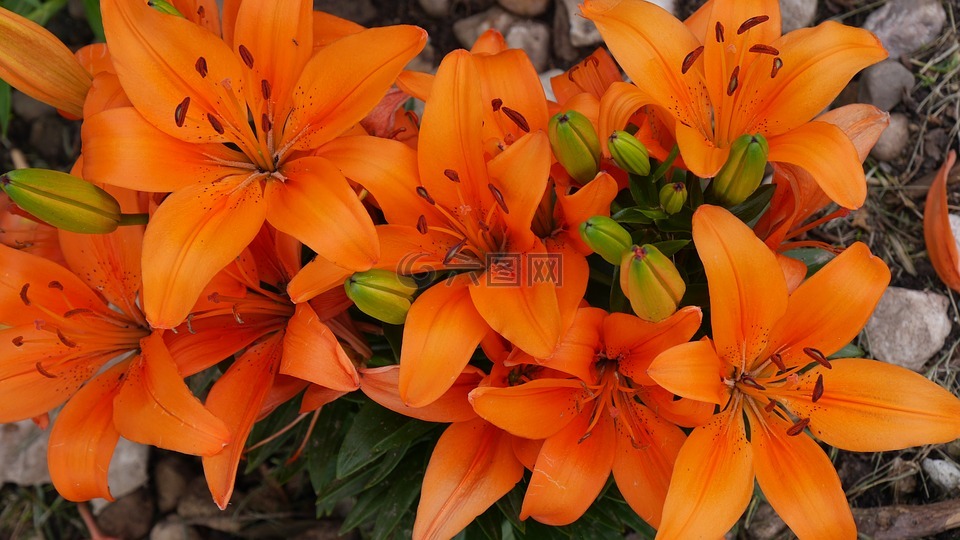 百合,鲜花,橙色