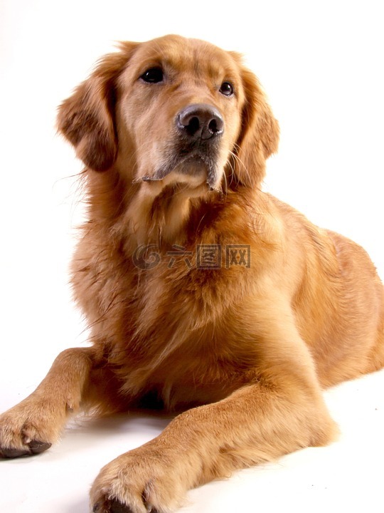 金毛獵犬,狗,動(dòng)物