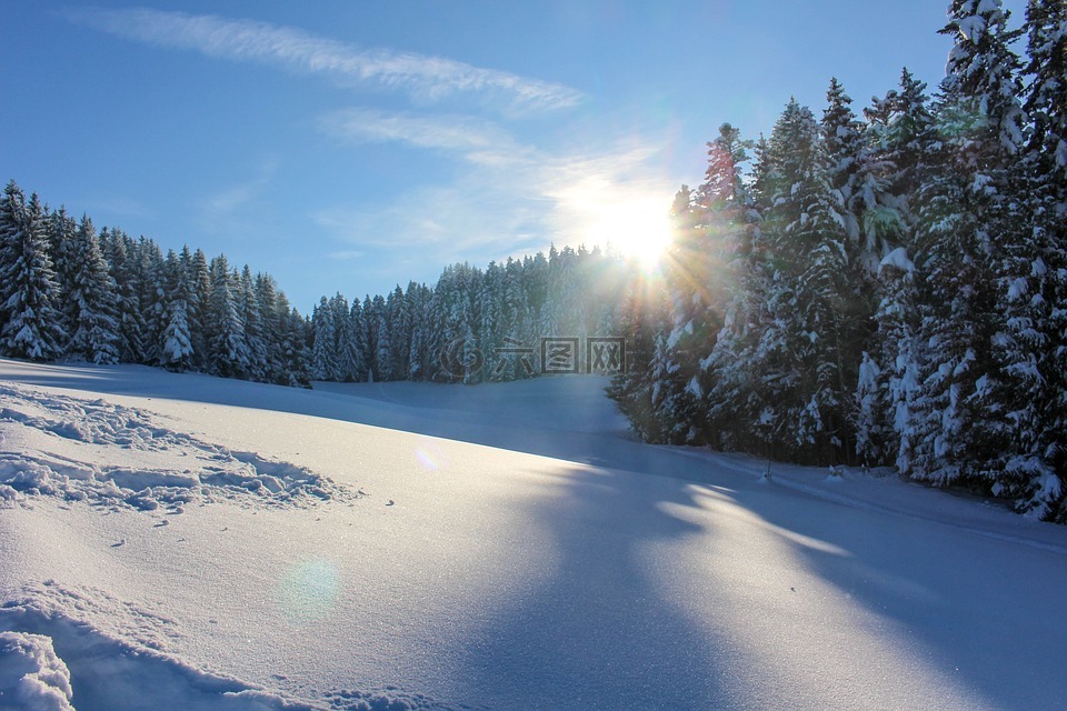 雪,太阳,树