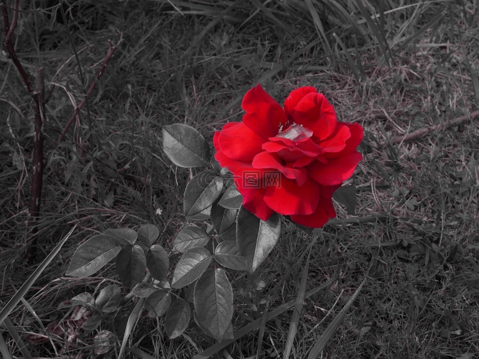 粉色,花,紅色