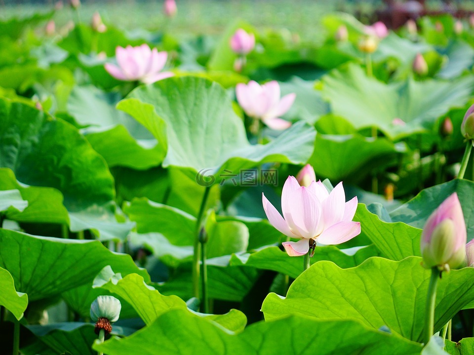 荷花,風(fēng)景,風(fēng)光
