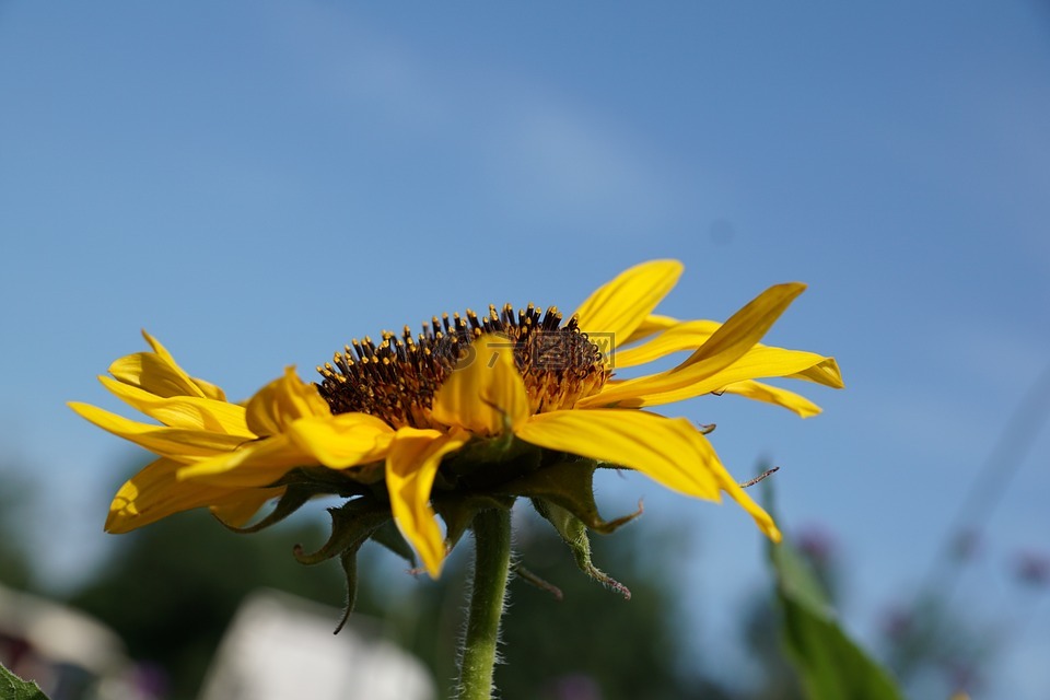 太陽花,花,黃色