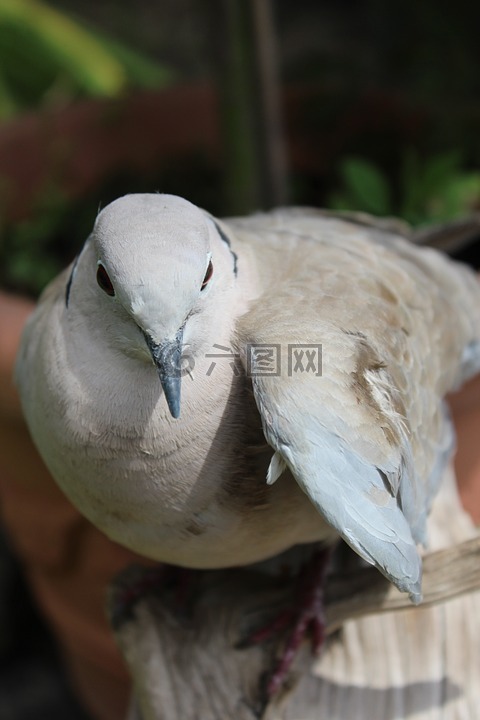 鴿子,鳥,動(dòng)物