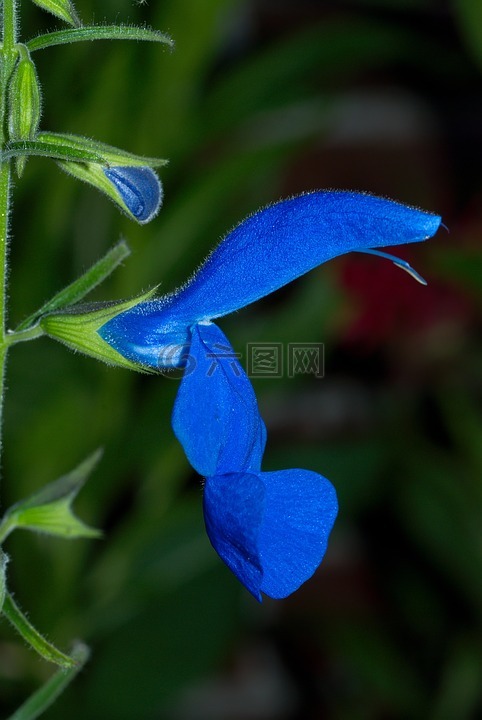開花,宏,花