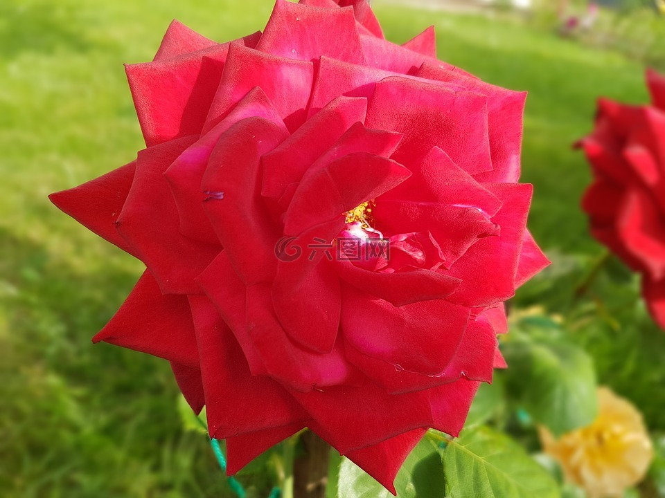 玫瑰,紅玫瑰,鮮花