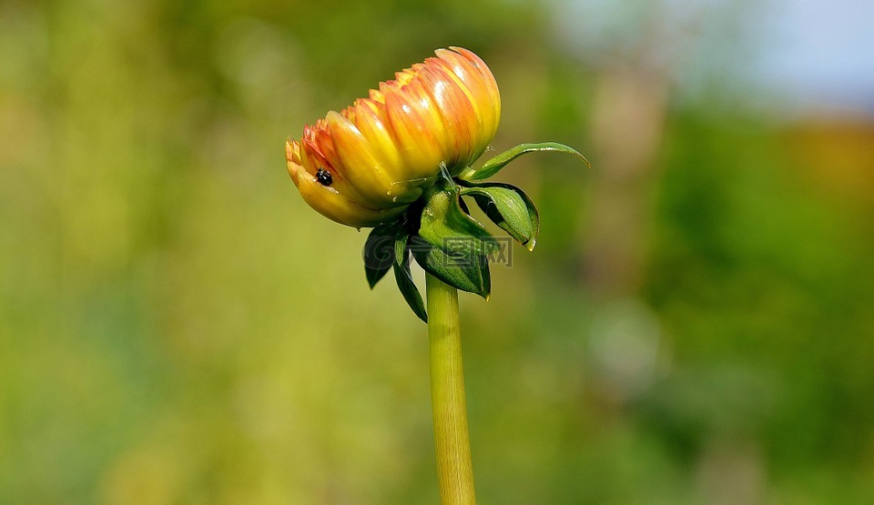 非洲菊,germini,花