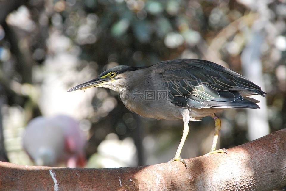 鷺,鳥,動物