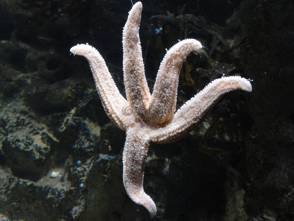 星魚,海星,海上生活