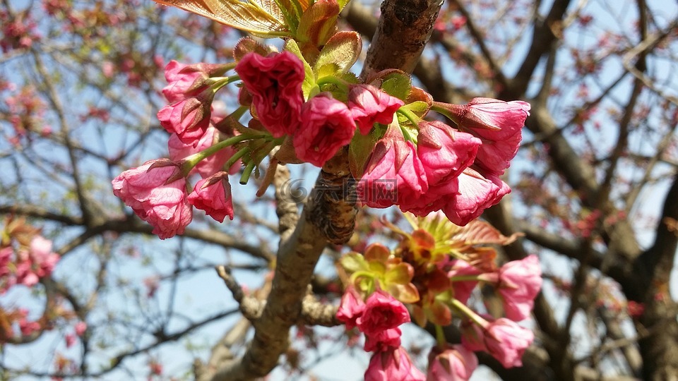 春天,鲜花,明亮