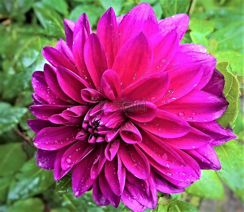 廠,嬌琴紗,花花園