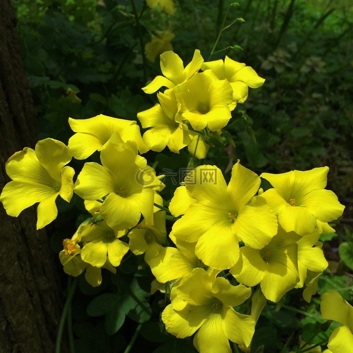 我們,okisaris,pescaprae