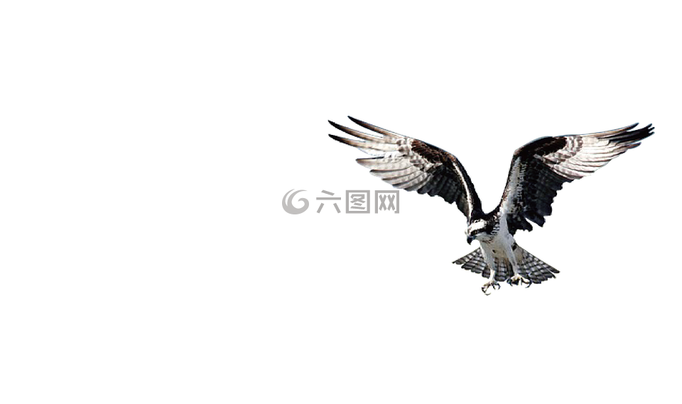 鷹,鳥(niǎo),野生