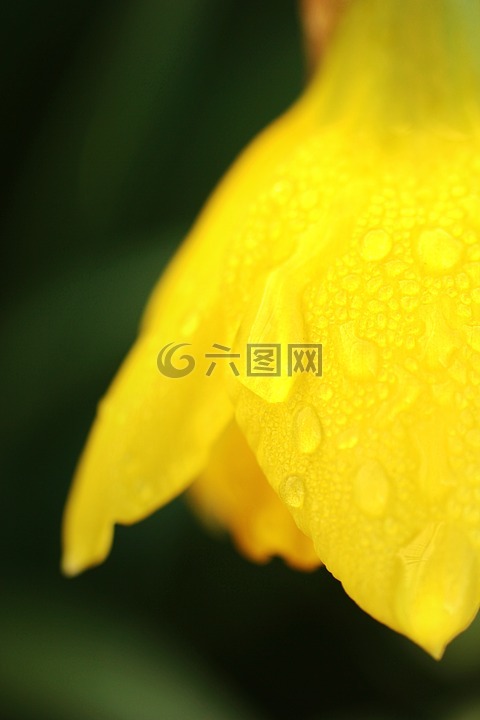 花,特寫,黃色