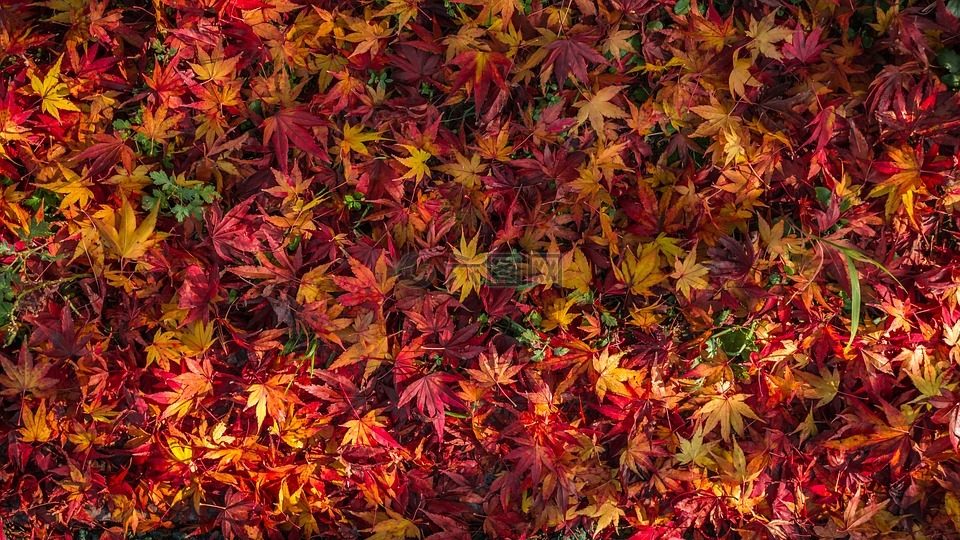 叶,秋天的树叶,秋季