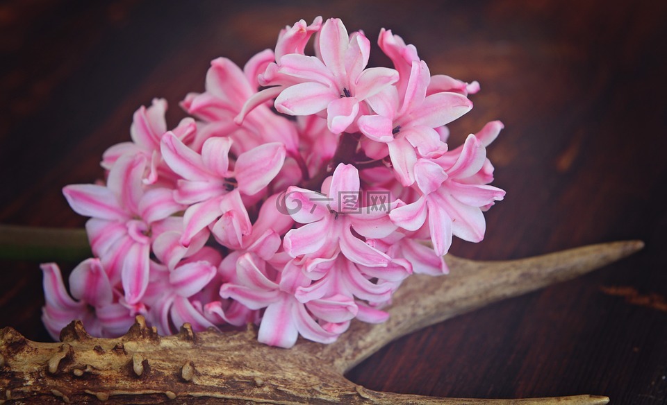 風(fēng)信子,花,鮮花