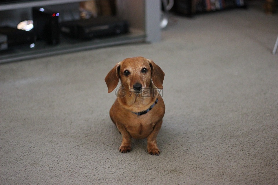 狗,臘腸犬,寵物