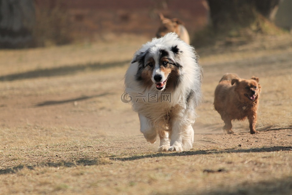 狗,澳大利亚牧羊犬,牧羊犬