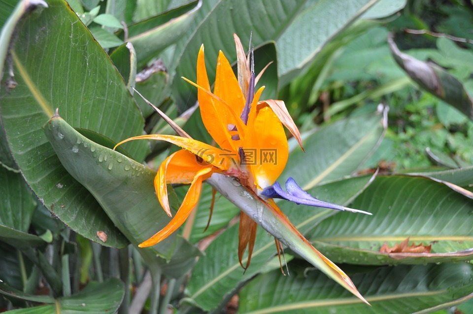 天堂鳥花,開花,花