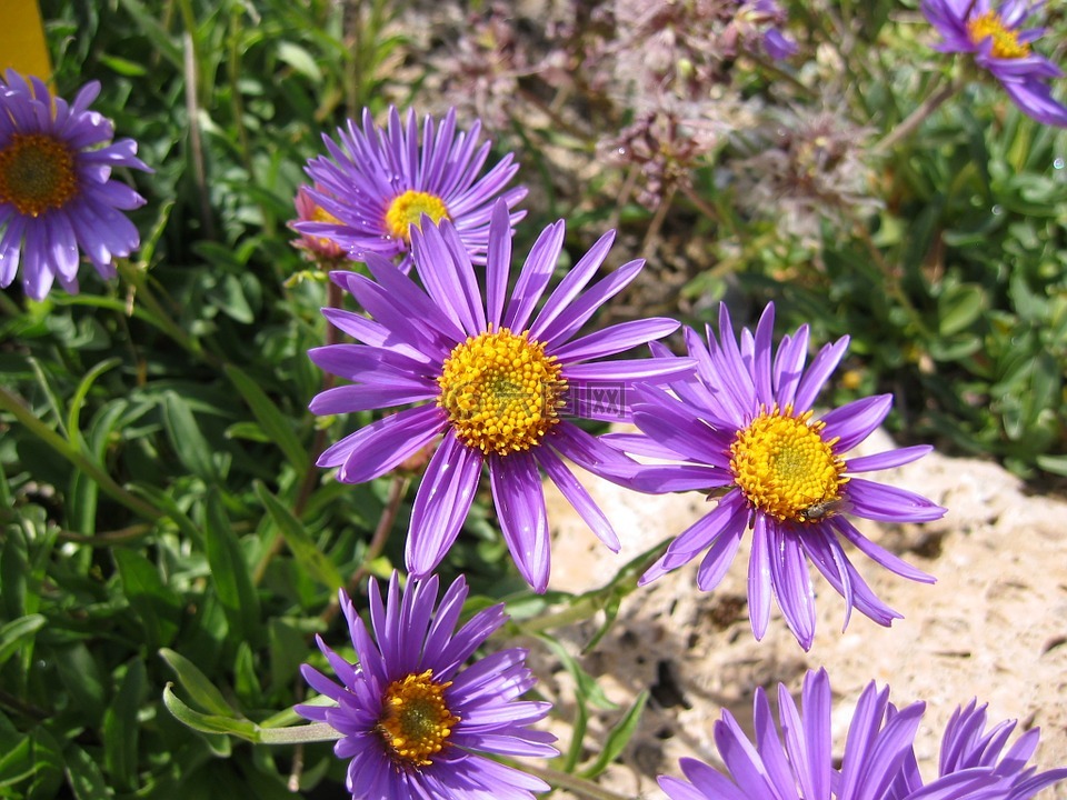 花,翠菊,水華