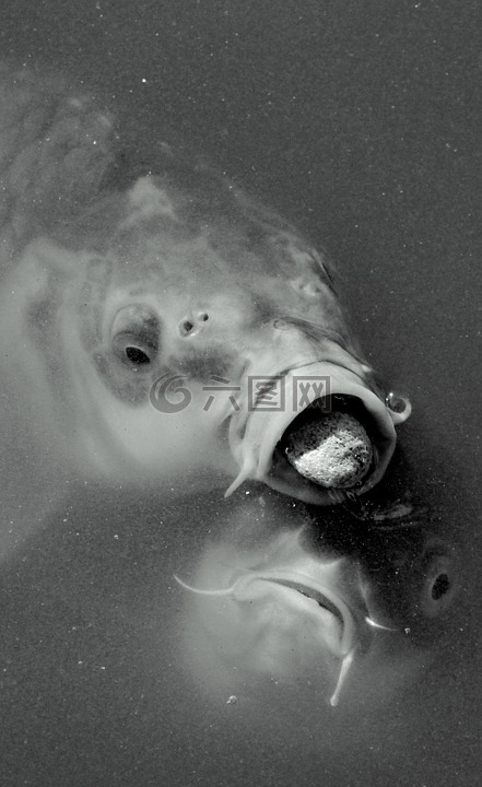 魚(yú),斗爭(zhēng),贏