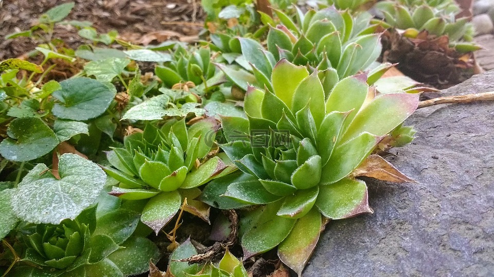 多汁,多肉植物,自然