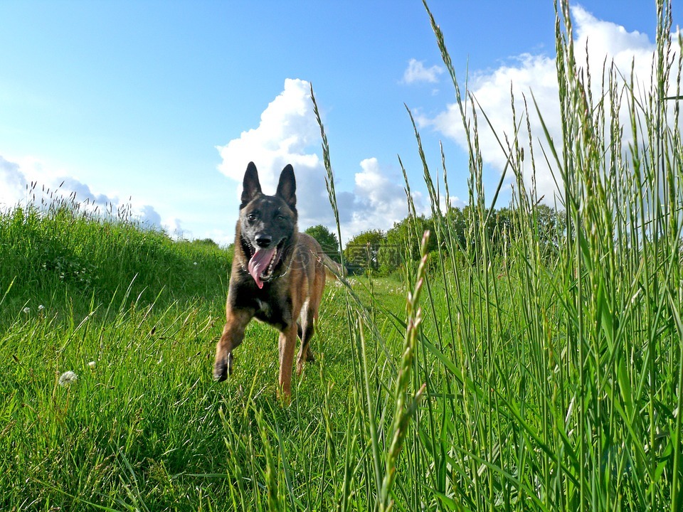 狗,玛利诺犬,比利时牧羊犬