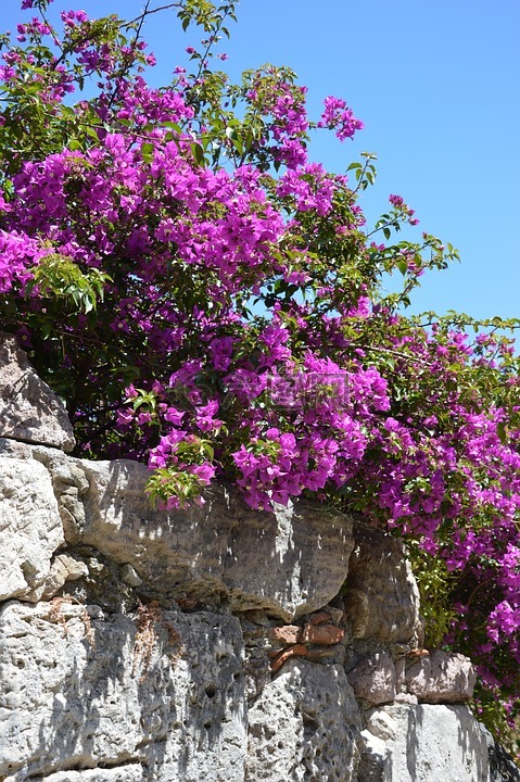 鲜花,bourgonvillea,砂石